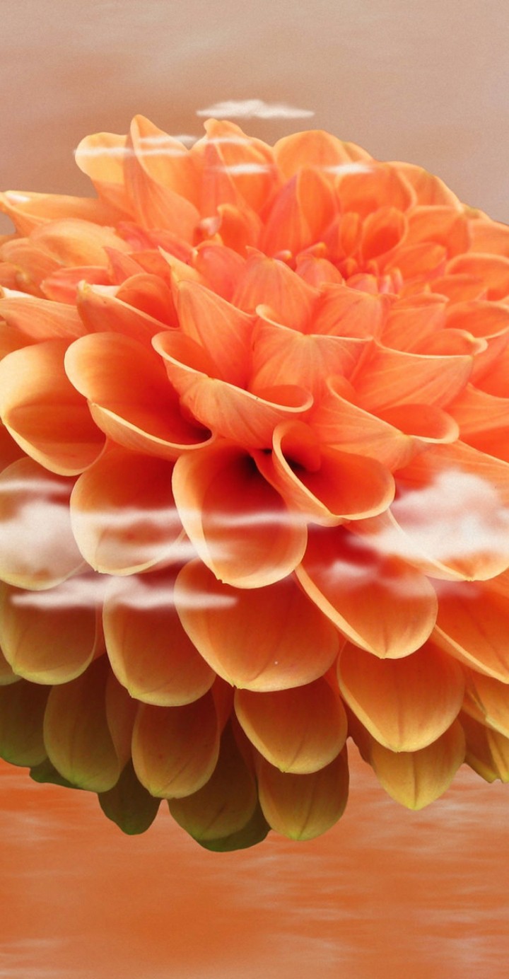 flor