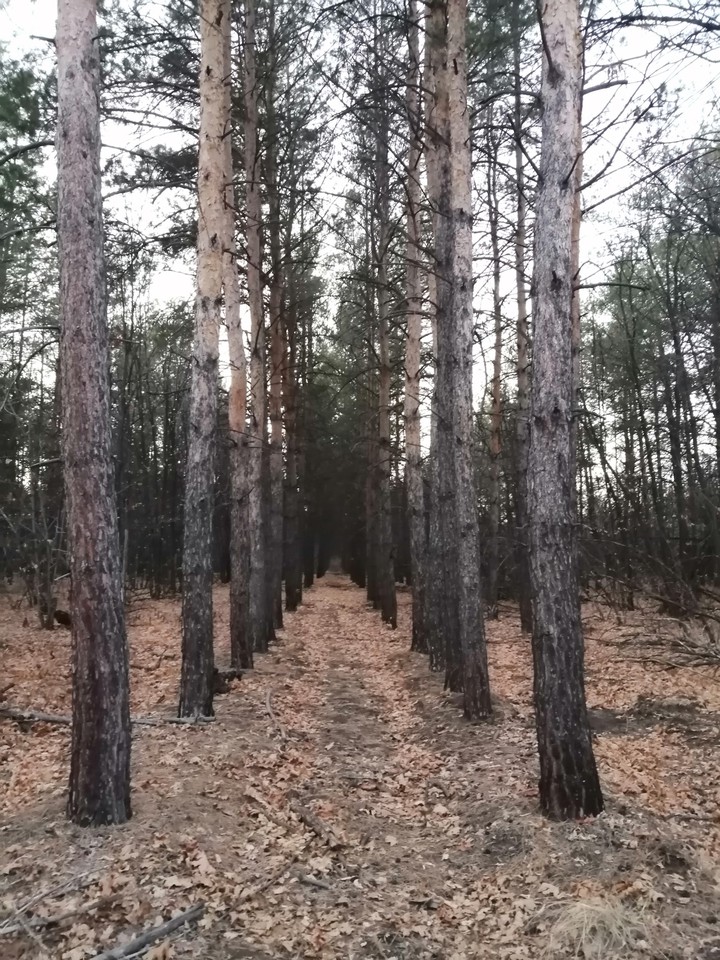 Лес