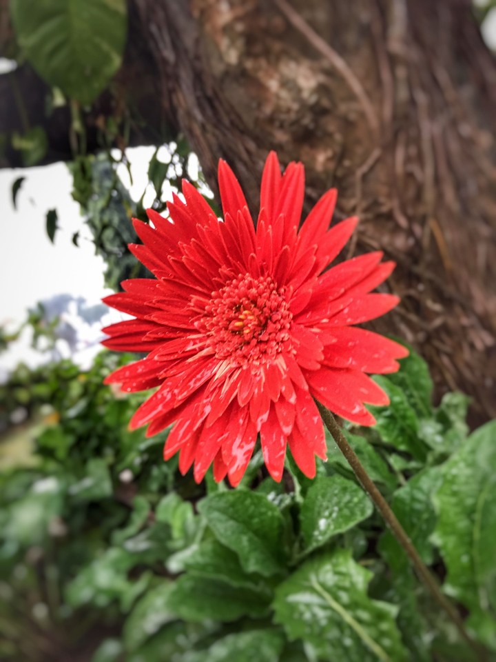 flower