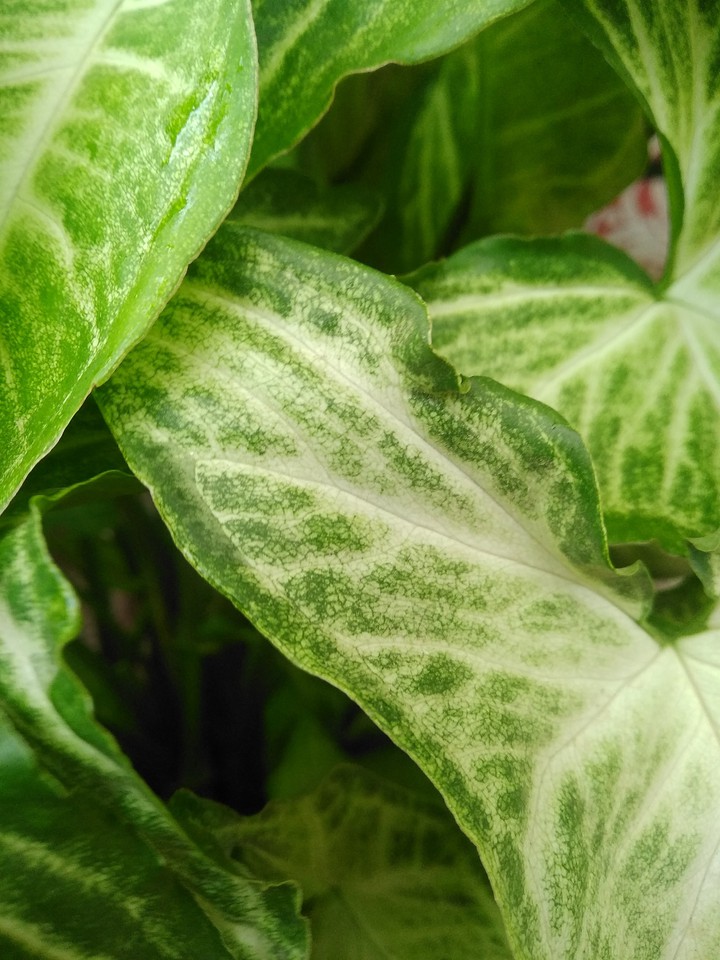 leaves