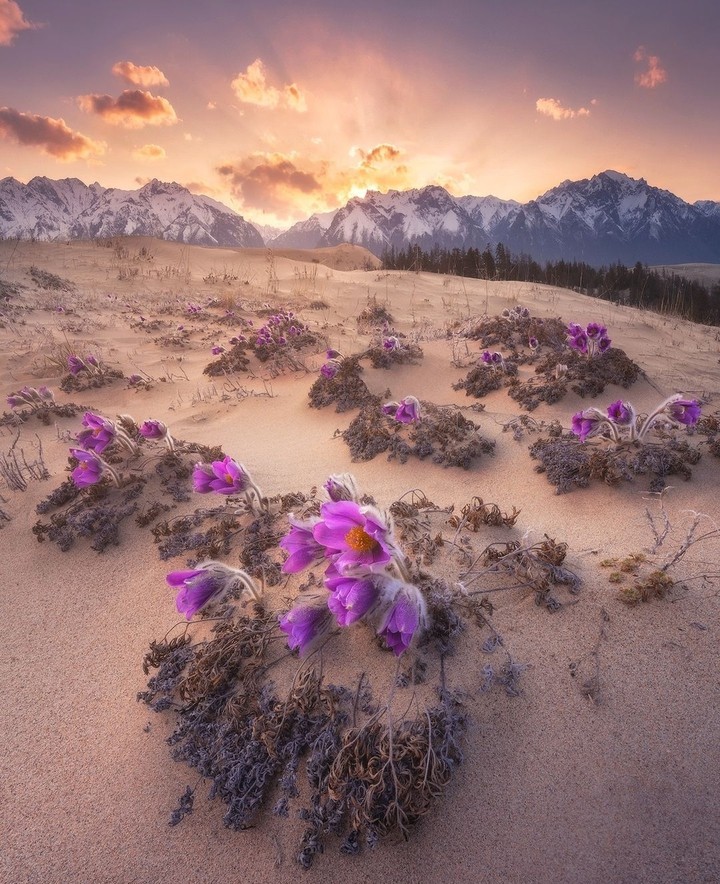 Transbaikal region...