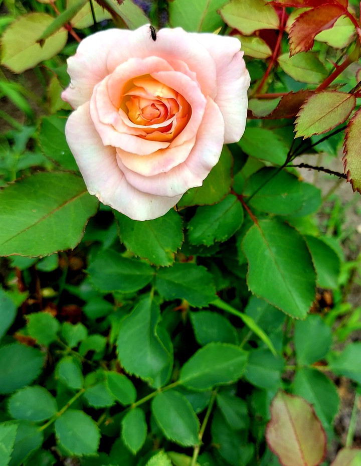 Rosa Rose