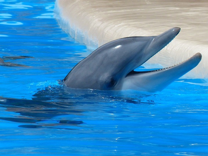 Dolphin