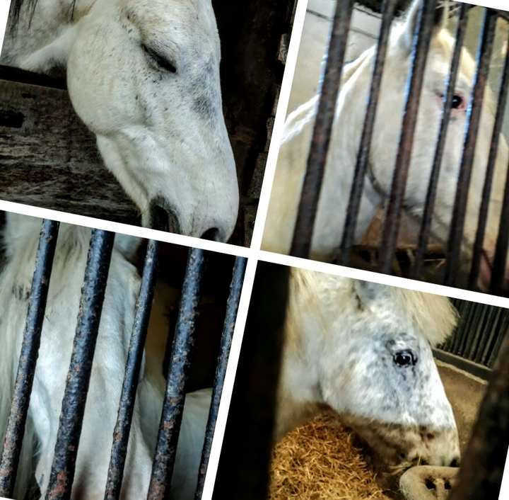mes ptits poneys