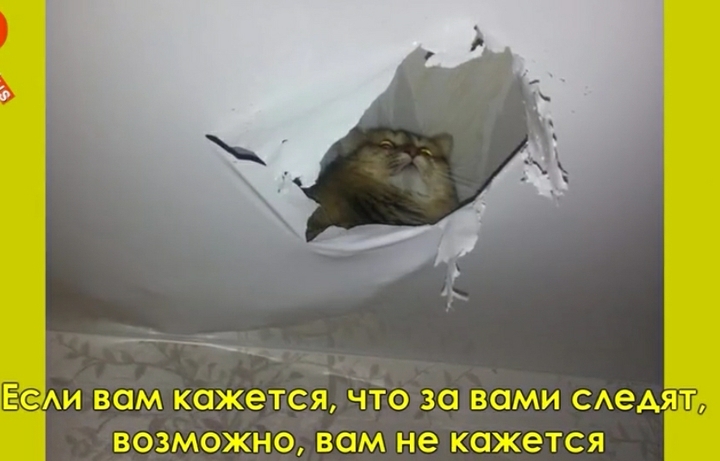 прикол