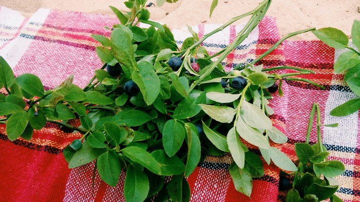 Blueberries