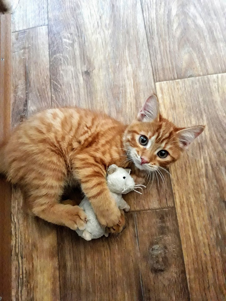cat