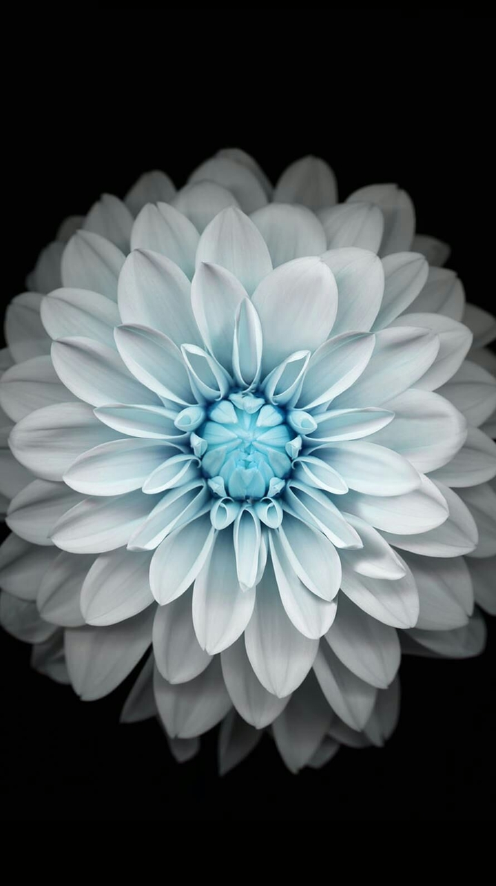iphone 6 wallpaper