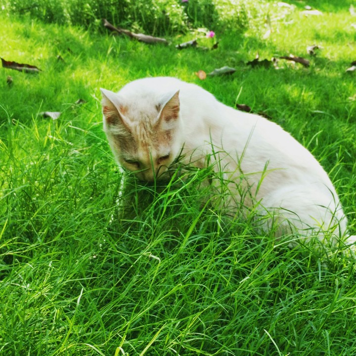Kitten play