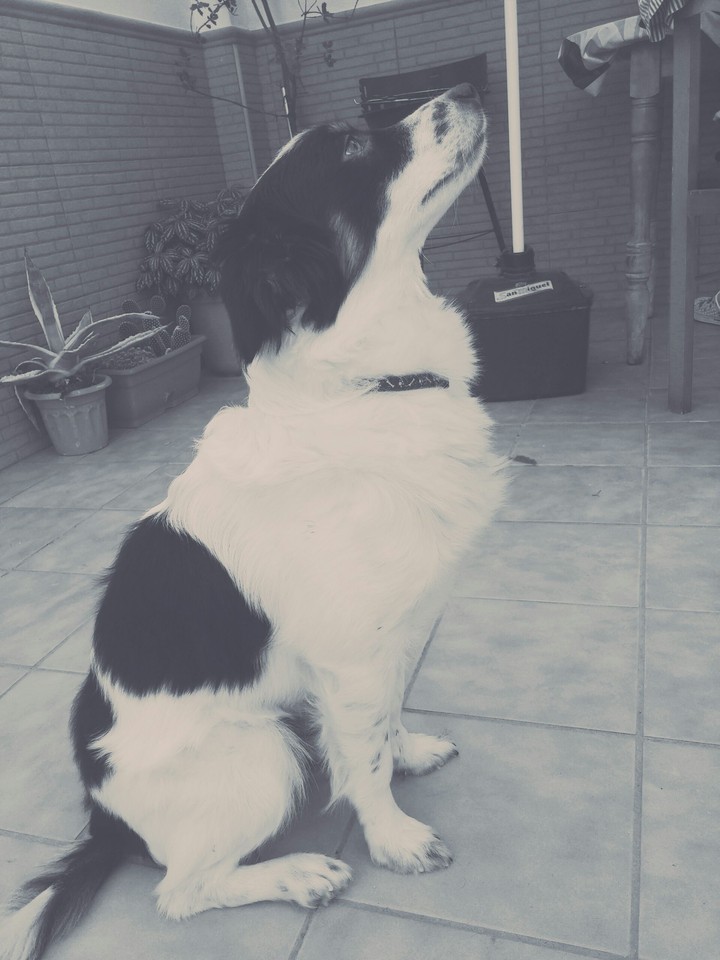 My dog