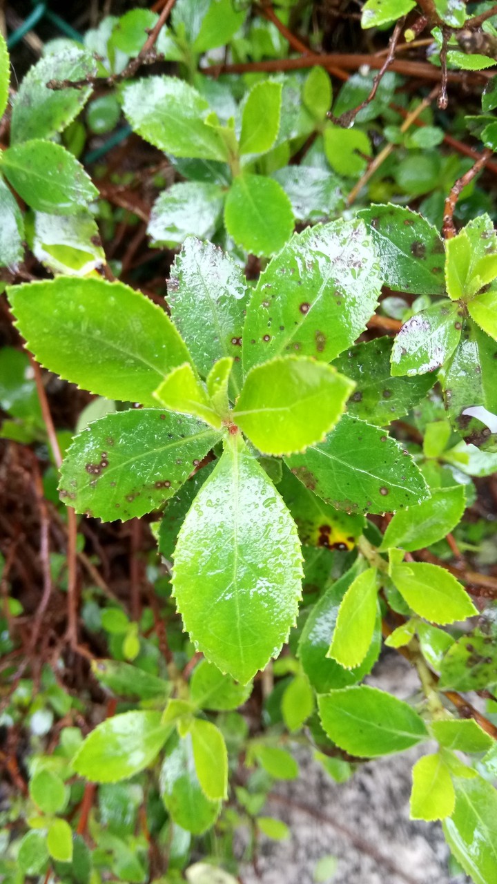 Planta
