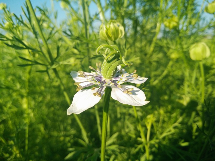 Black Cumin Flower