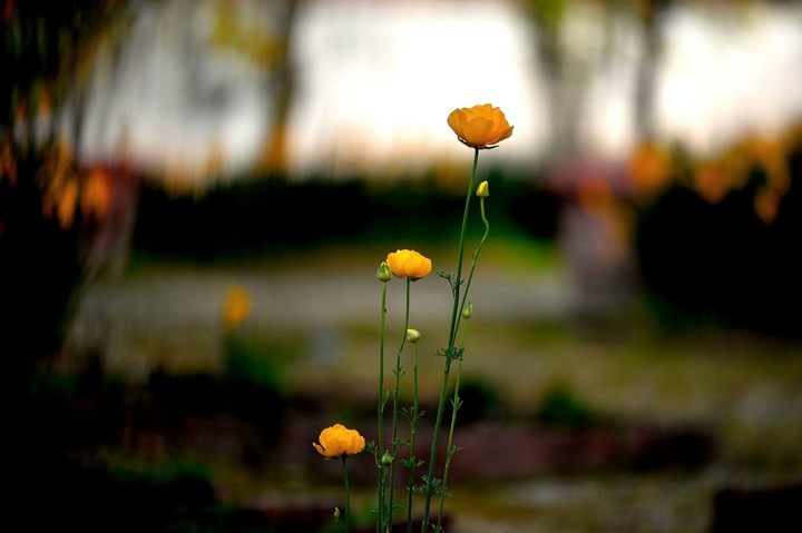Flowers