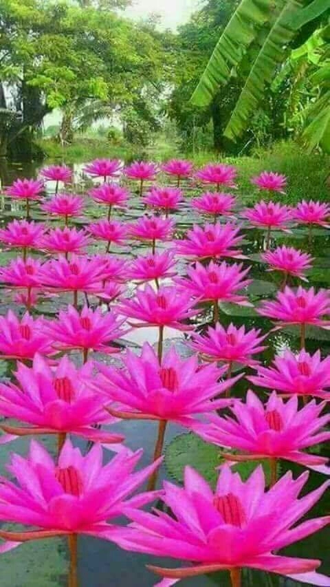 Thai Water Lillie's