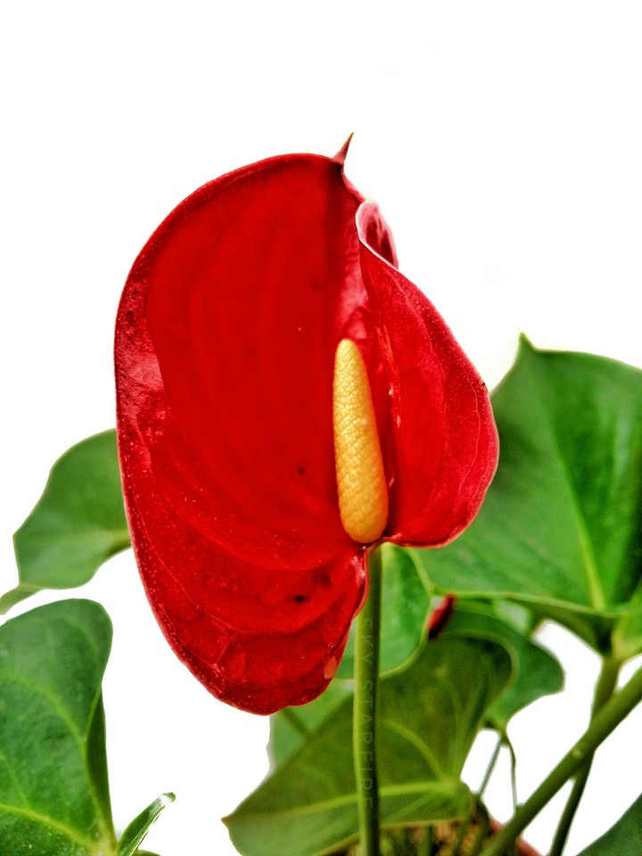 Anthurium andraeanum