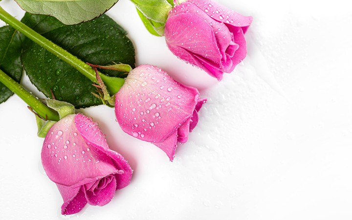 Three roses
