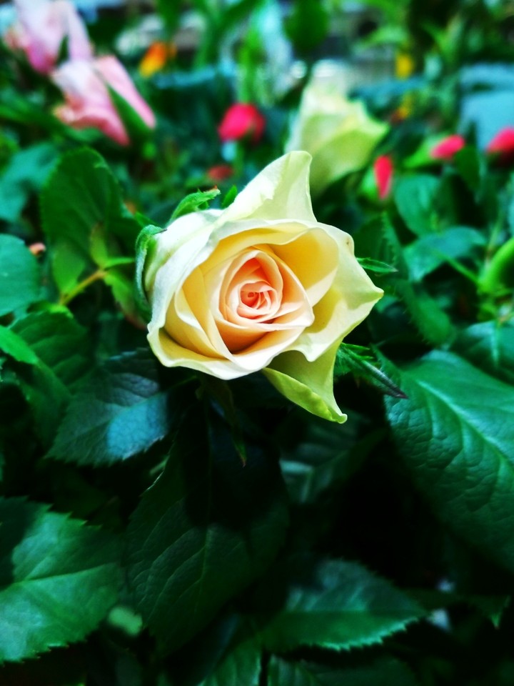 yellow rose