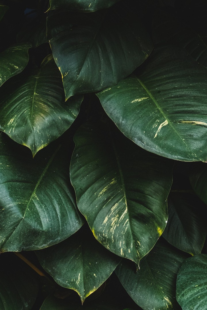 leaf