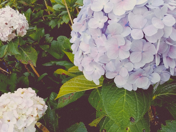 Hydrangea