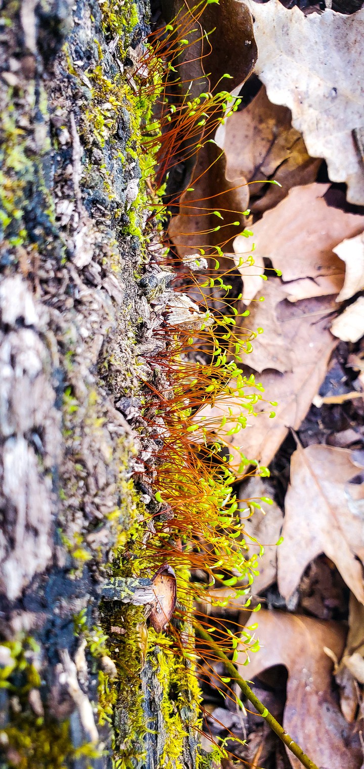 Tiny Tree Growth