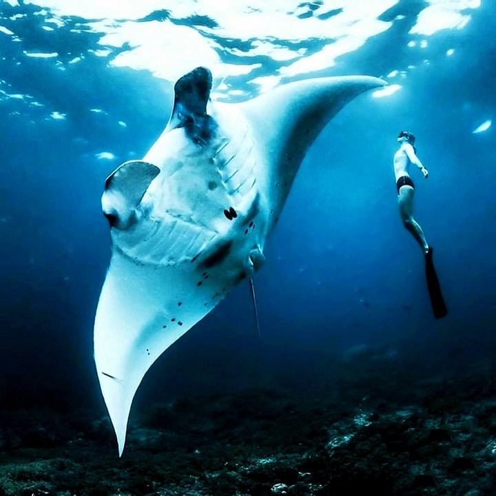 Free Diving with A Giant