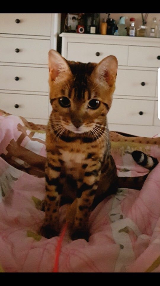 삐졌다냥