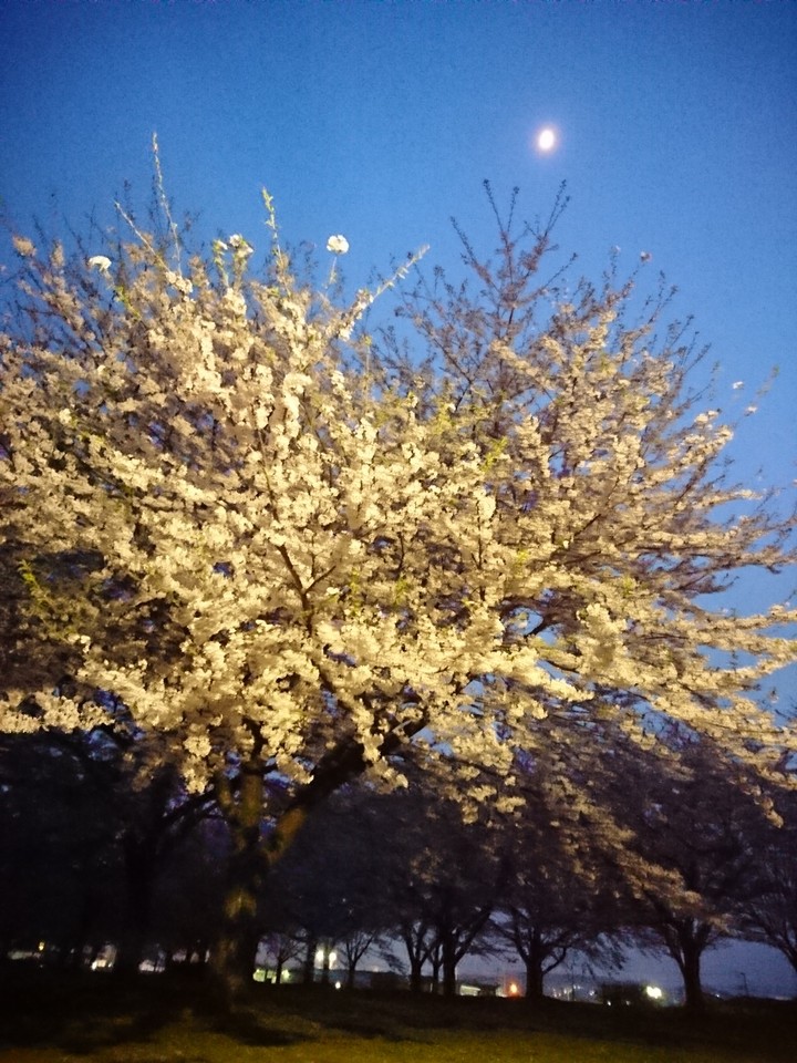 桜