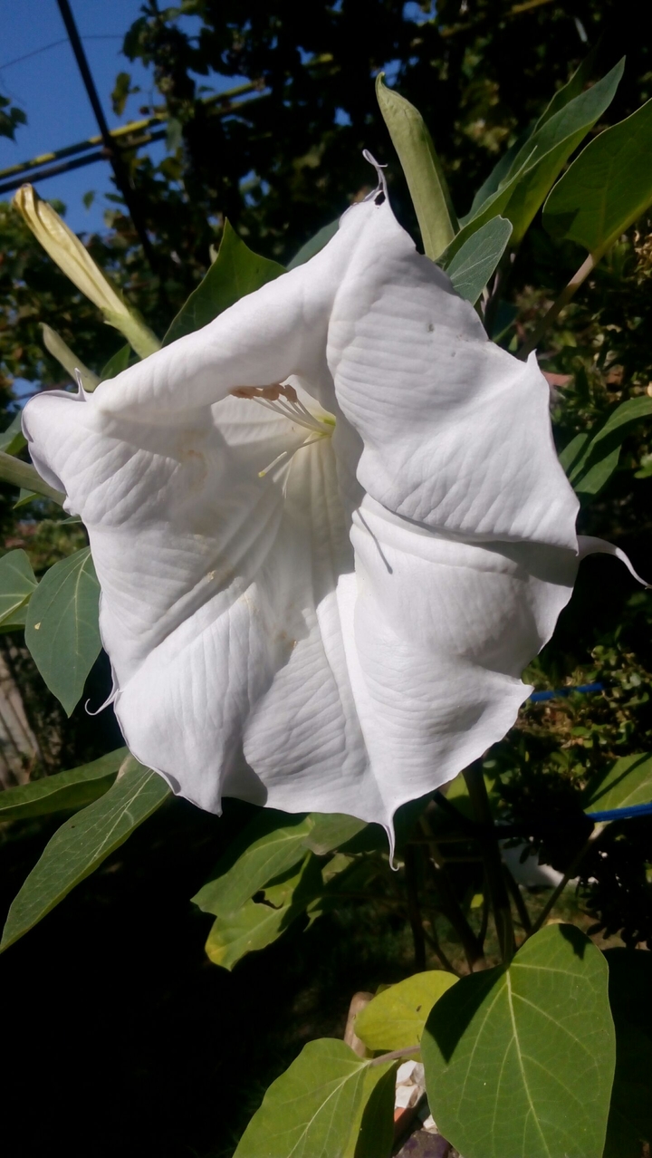 flower