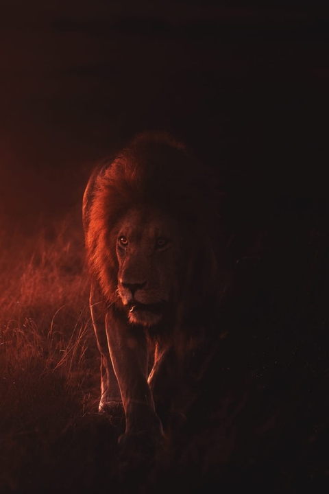 King