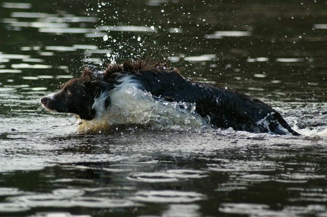 The Border Collie Because There Is No Better Dog