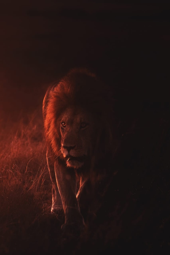 King