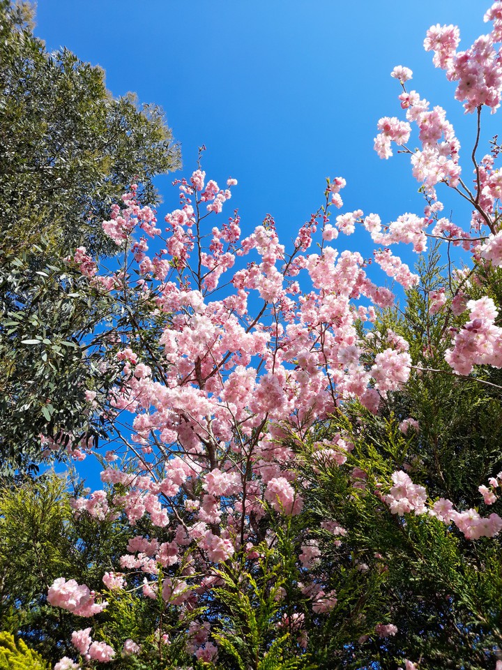 Blossom