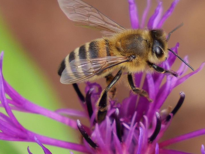 Biene/Bee