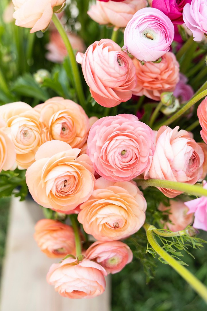 rose