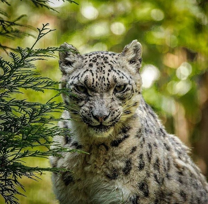 animais