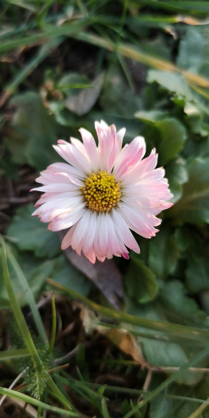 Gänseblümchen rosa