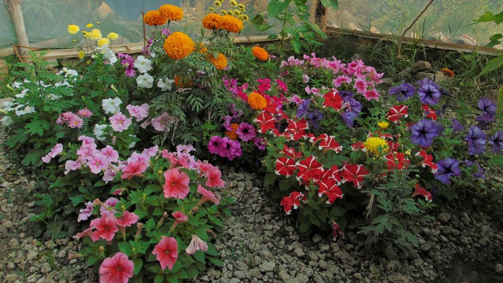 My Garden.