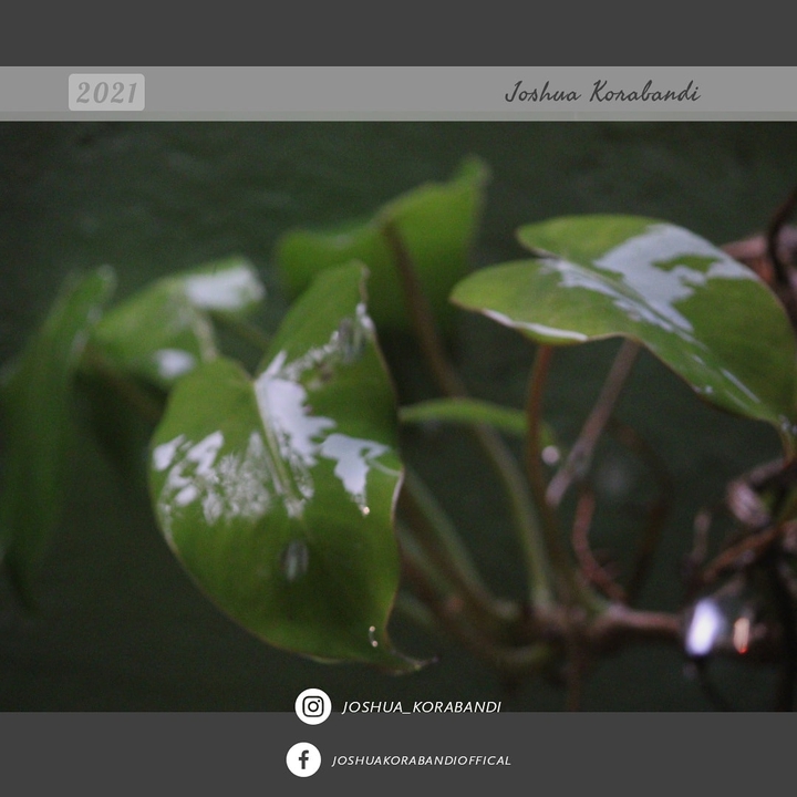 plant in rain