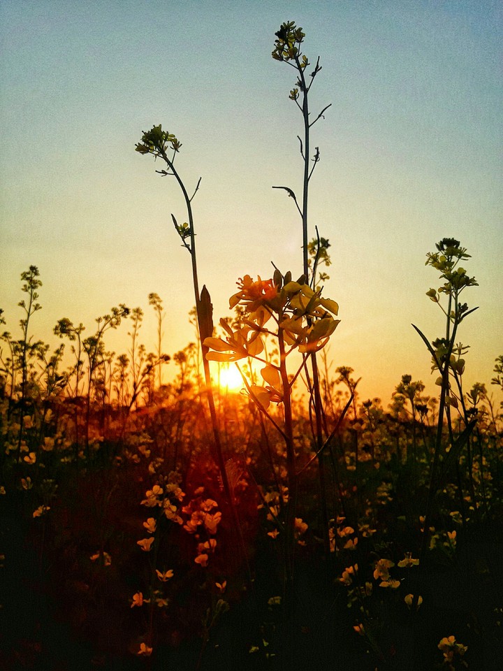 Sarso flowers
