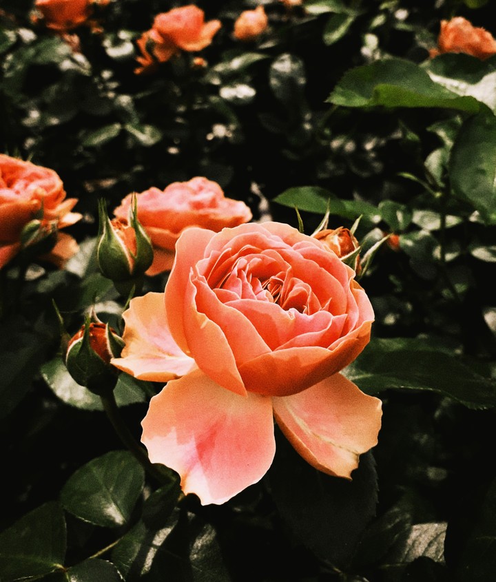 rose