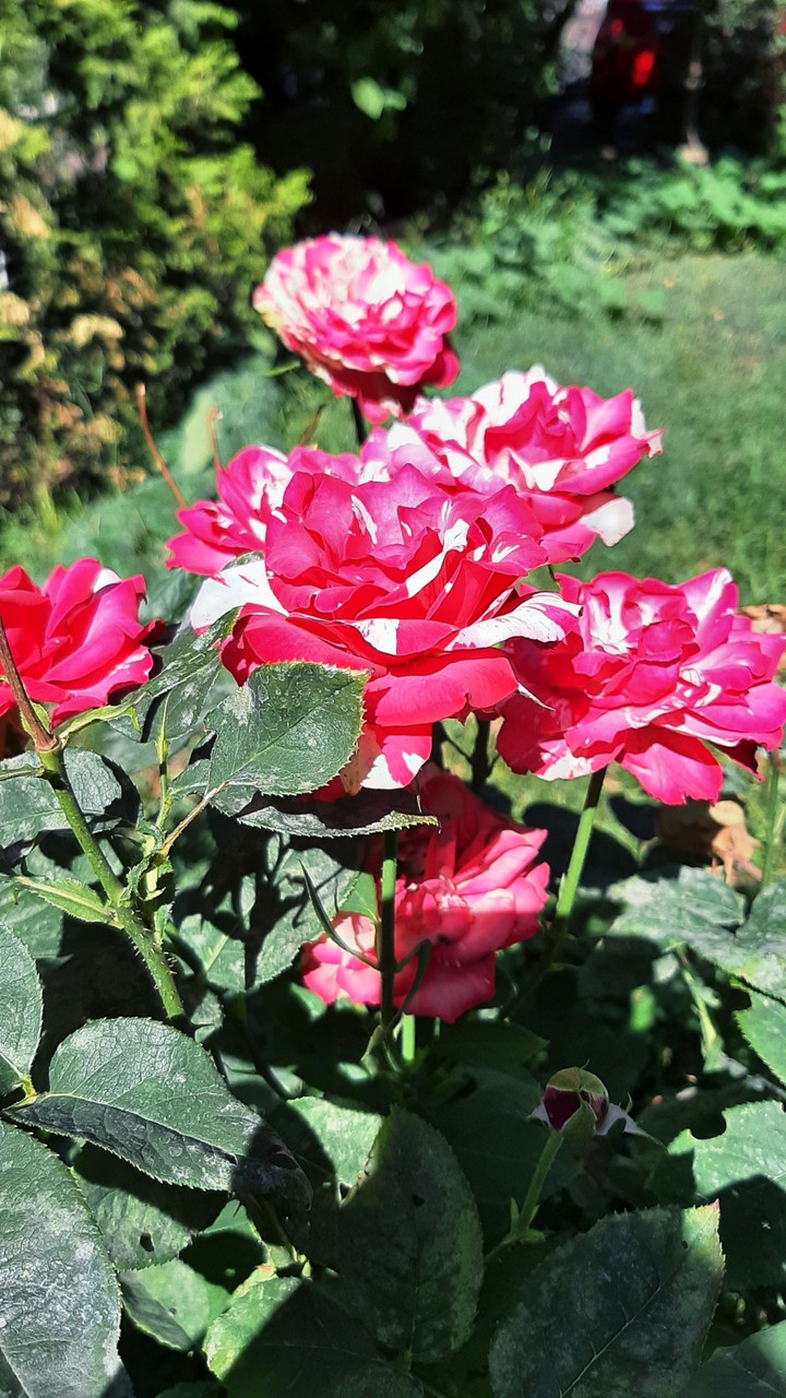 rose