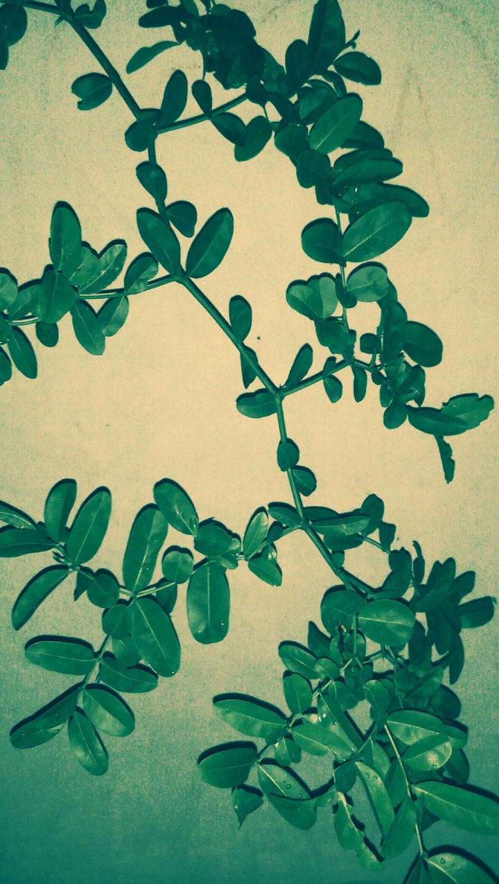 tree leaf