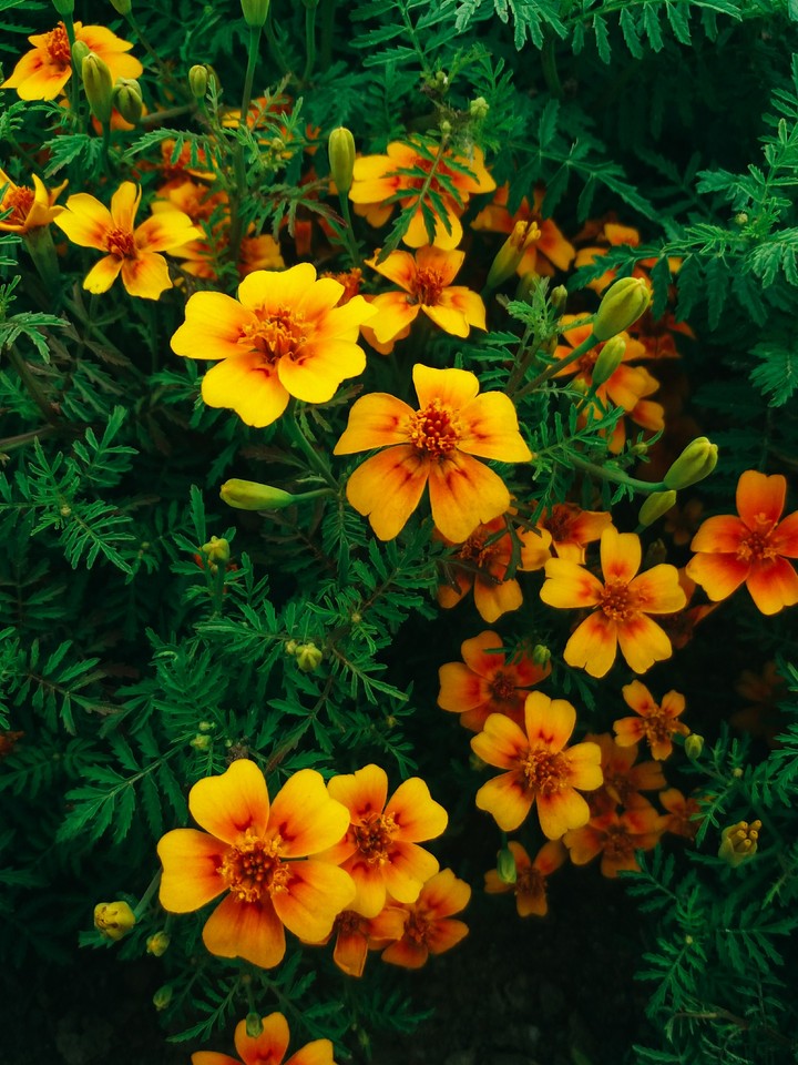summer flowers