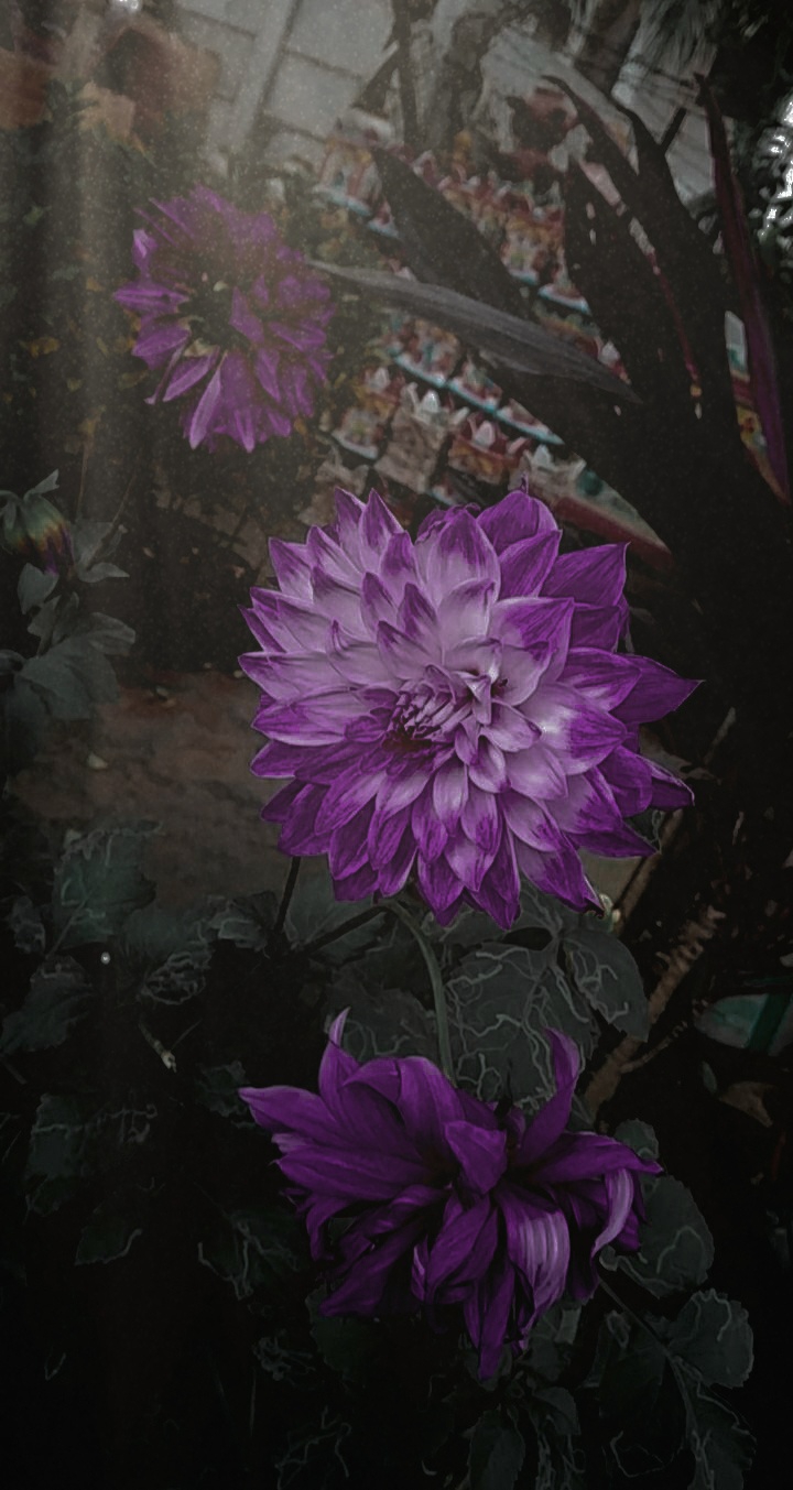 flower wallpaper