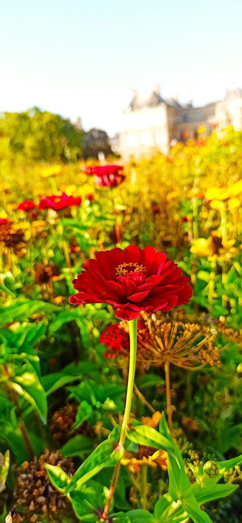 Rouge rubis <3