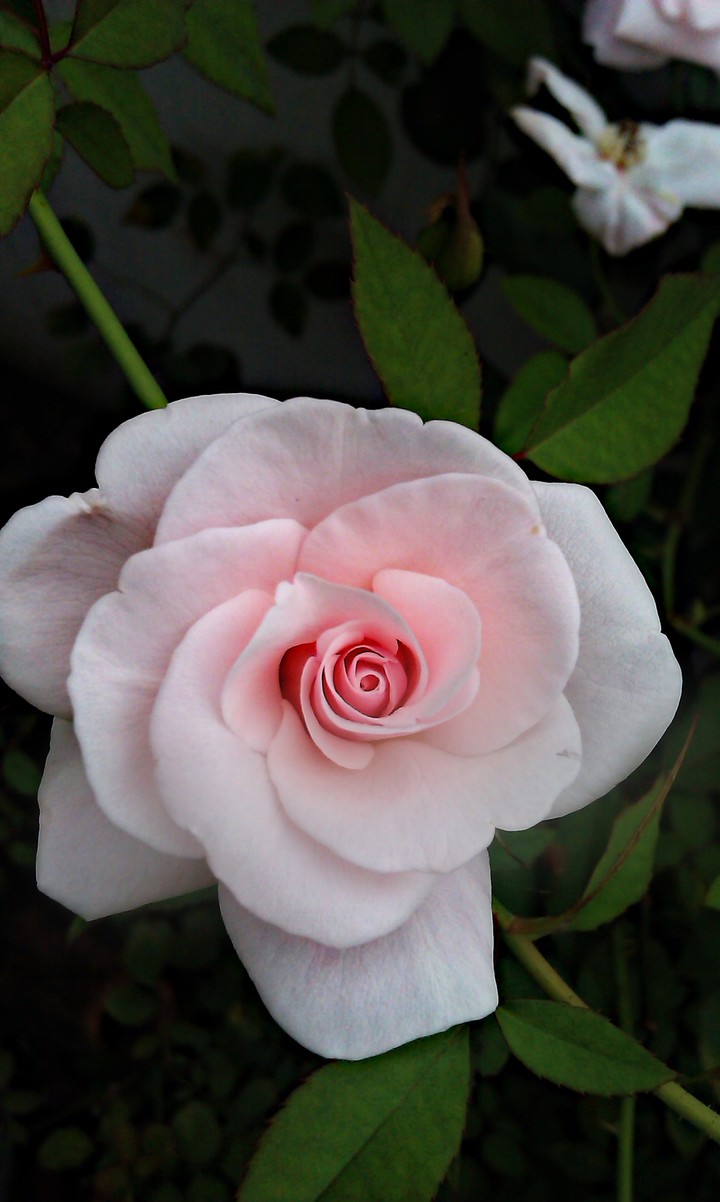 white rose..