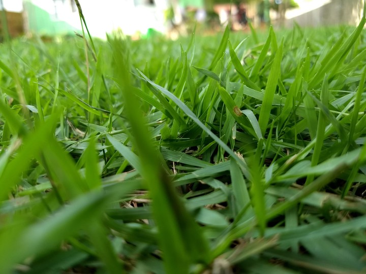 Grass