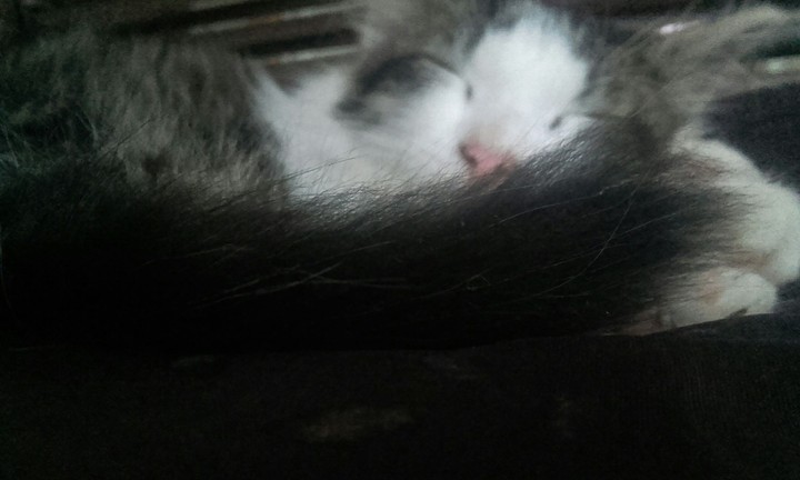 cat