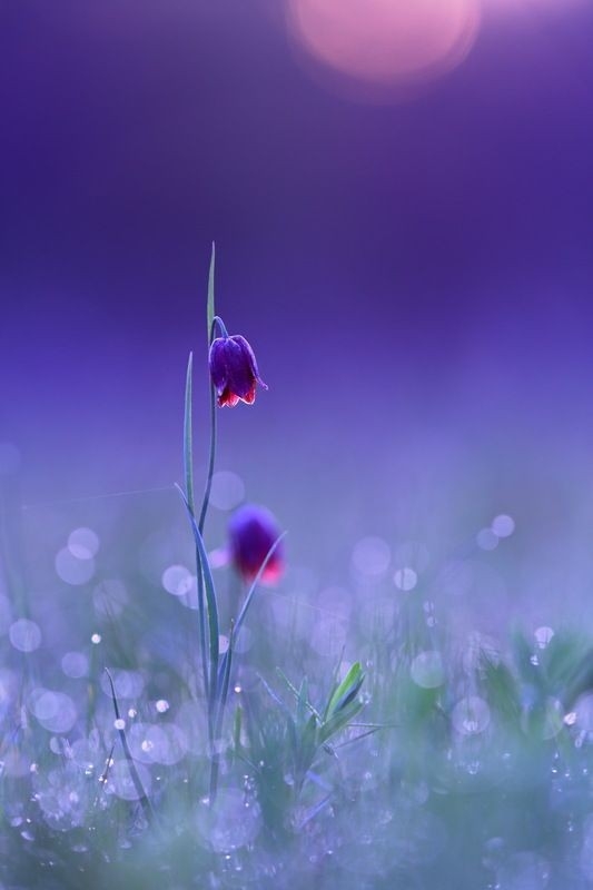 Lil flower