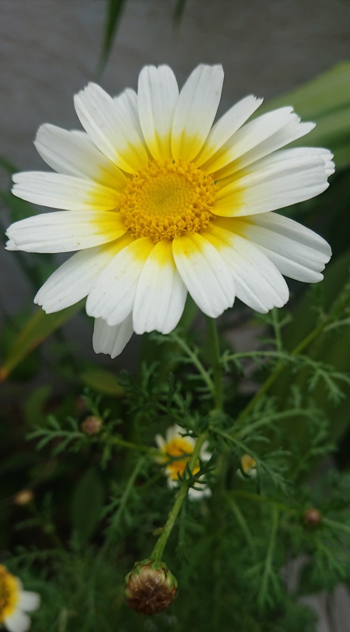 گل باغچه خانه دوست